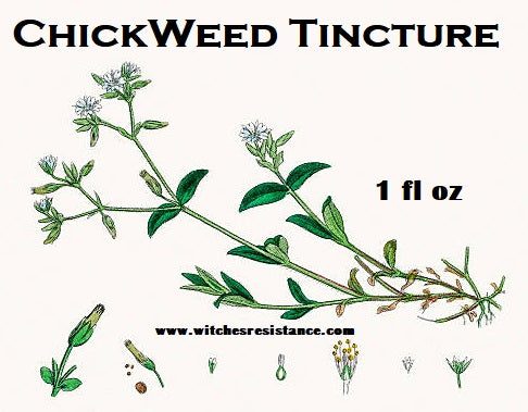 Chickweed Tincture (Stellaria Media)