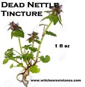 Dead Nettle Tincture (lamium purpureum)