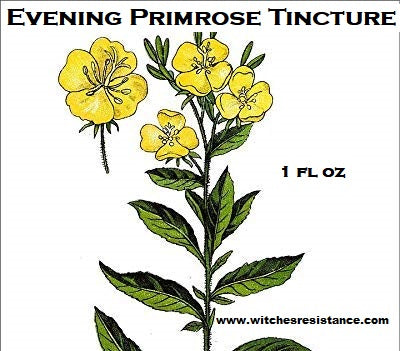 Evening Primrose Tincture (Oenothera biennis)