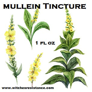 Mullein Tincture (Verbascum thapsus)