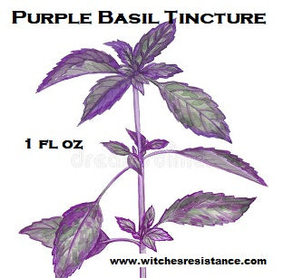 Purple Basil Tincture (Ocimum basilicum)