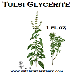 Tulsi Glycerite (Ocimum tenuiflorum)