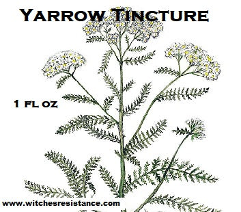 Yarrow Tincture (Achillea millefolium)